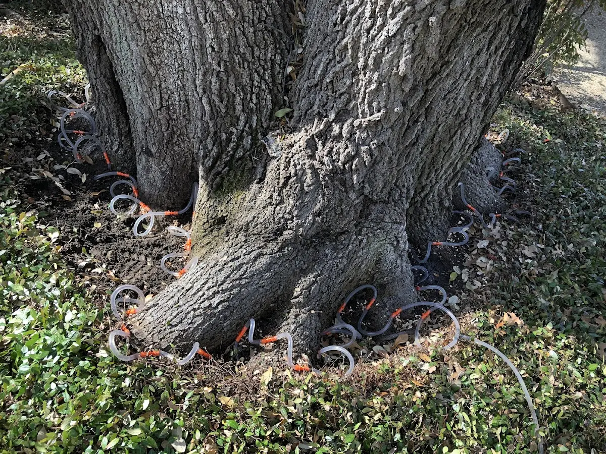 Detailed Tree Cabling and Bracing job site in Sondheimer