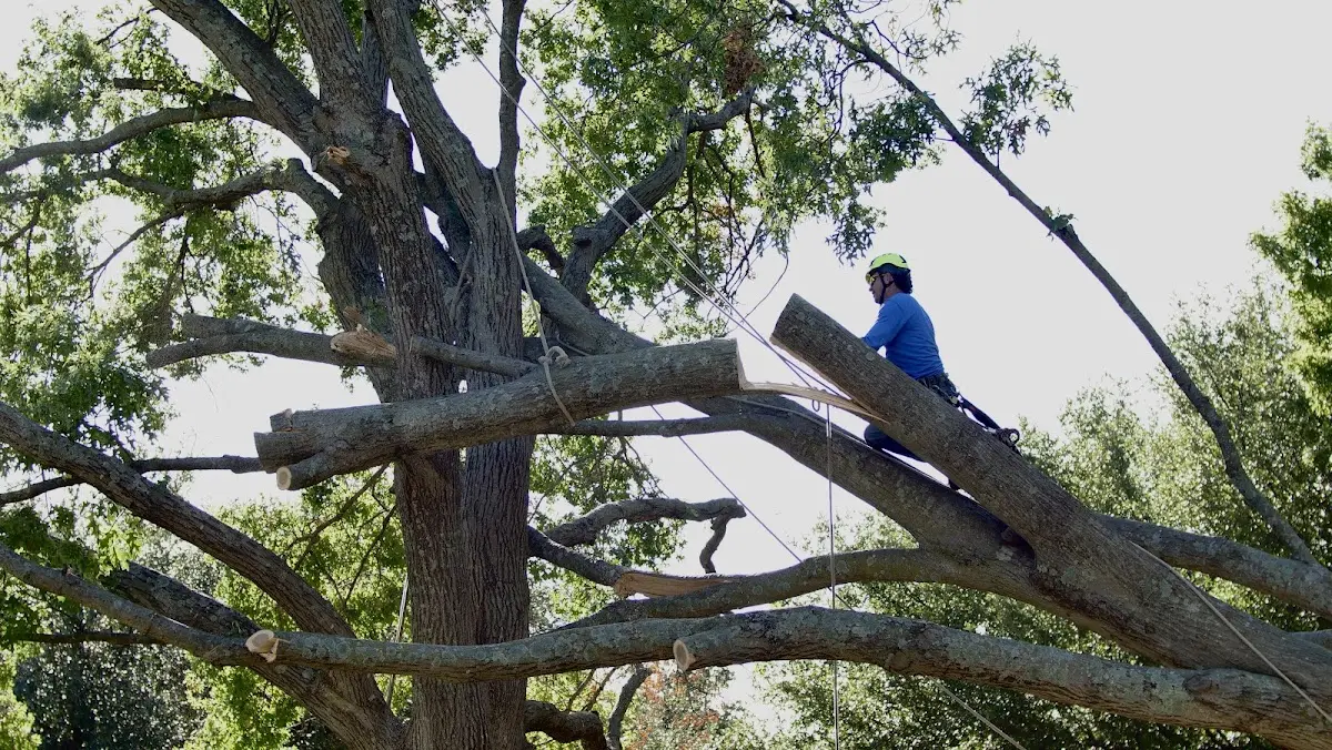 Professional Crown Thinning performed by certified arborists in Sondheimer
