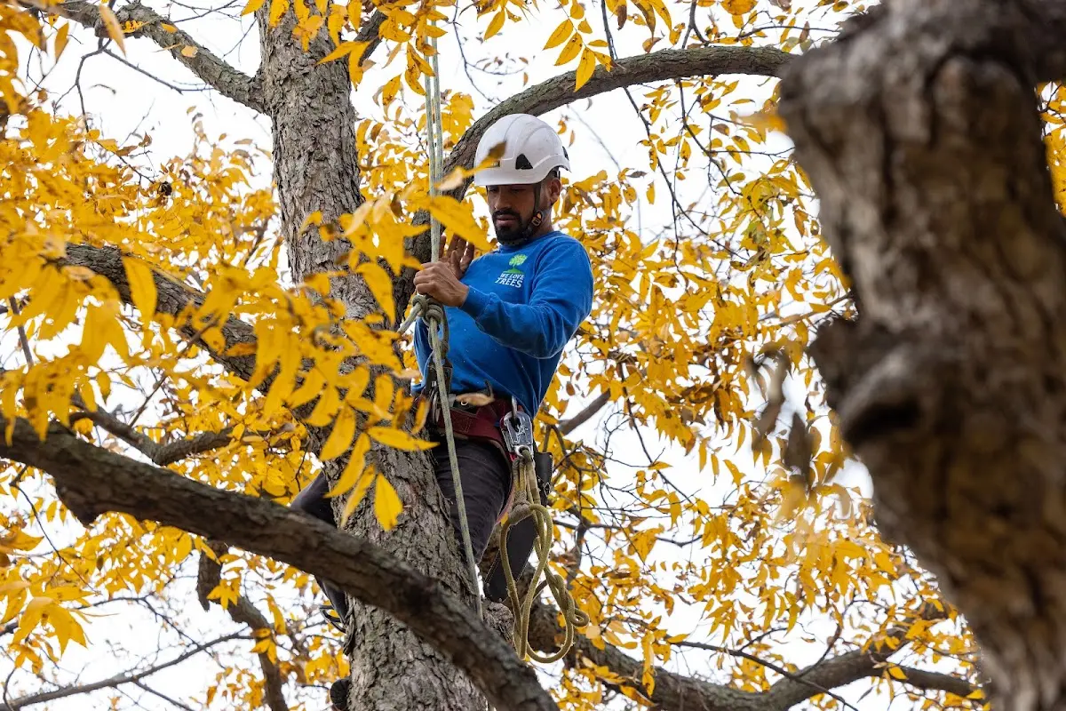 Skilled Tree Transplanting crew working in Sondheimer
