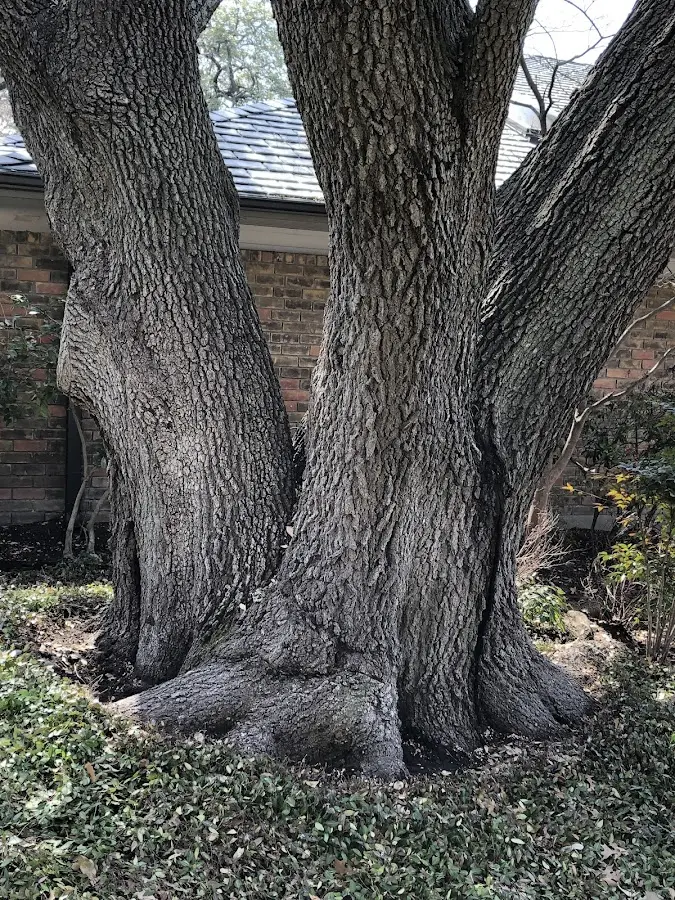 Mature heritage tree close to a Sondheimer property cared for by certified arborists